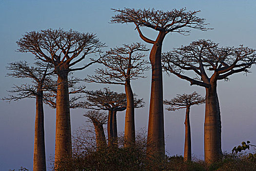 猴面包树,马达加斯加