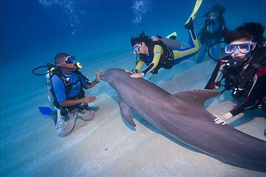 驯服,宽吻海豚,潜水者,海底,旅游胜地,洪都拉斯,加勒比海