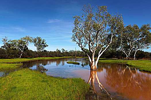 桉树,风景,西澳大利亚,澳大利亚