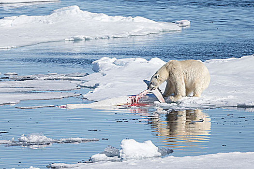 挪威,斯瓦尔巴特群岛,浮冰,北极熊,吃,白鲸,畜体