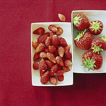 草莓,野草莓,扁篮