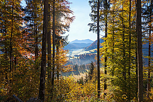 山,树林,奥地利