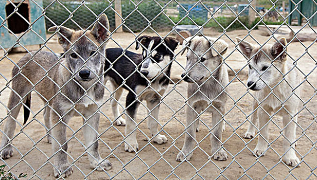 小狗,年轻,雪橇狗,4个月,后面,栅栏,阿拉斯加,爱斯基摩犬,育空地区,加拿大