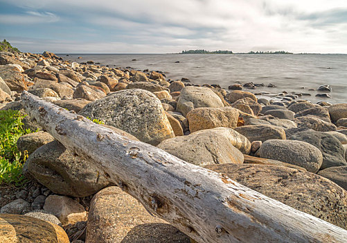 浮木,岩石,海岸