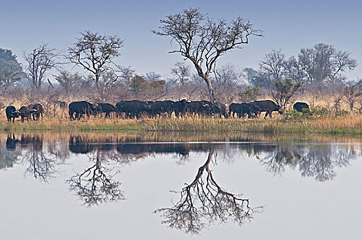 非洲,納米比亞,水牛,國家公園