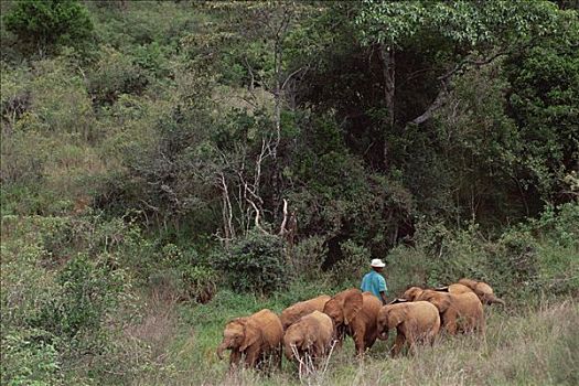 非洲象,孤儿,汇集,白天,内罗毕,孤儿院,离开,东察沃国家公园,肯尼亚