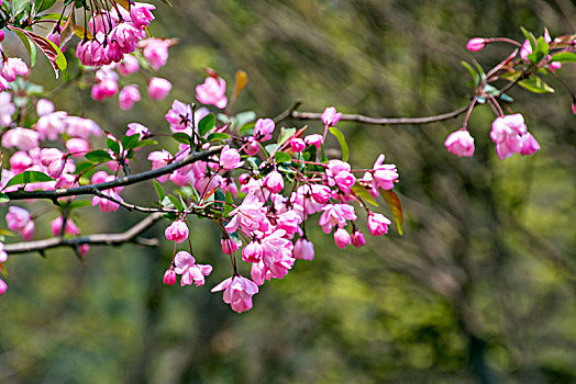 花卉