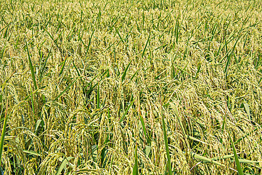新疆米东区水稻丰收