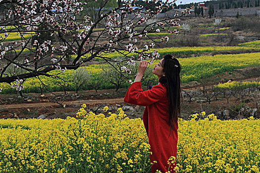 油菜花开