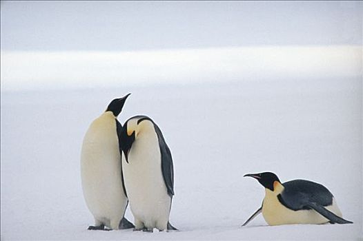 帝企鹅,三个,寻找,栖息地,五月,走,英里,南极