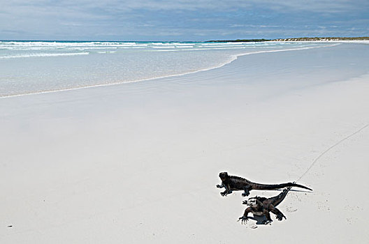 海鬣蜥,两个男人,海滩,加拉帕戈斯群岛,厄瓜多尔