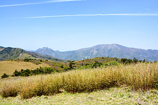 秦岭高山草甸