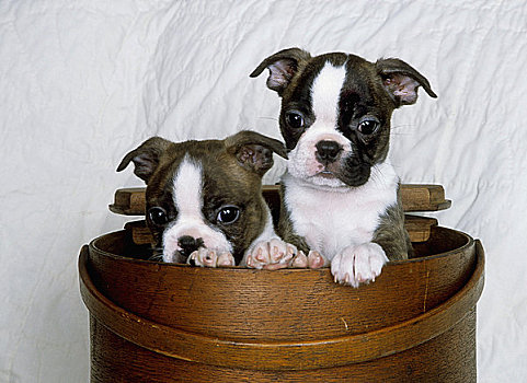 两个,波士顿犬,小狗,木质,容器