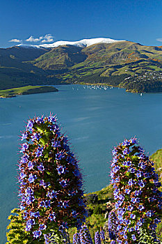 蓝蓟属,植物,花,港口,坎特伯雷,南岛,新西兰