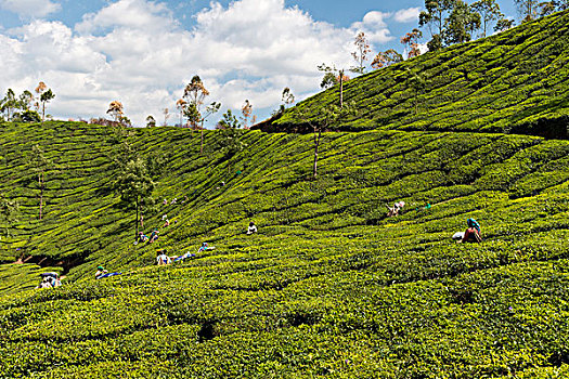 茶,茶园,喀拉拉,西高止山,印度,亚洲