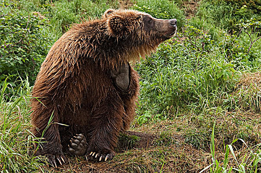 棕熊,挠,堪察加半岛,俄罗斯