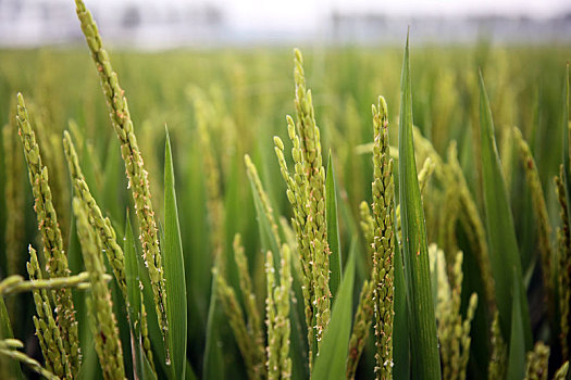 山东省日照市,数万亩稻田长势喜人,再有一个月将迎来丰收季