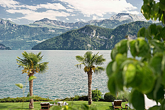 棕榈树,树,韦吉斯,琉森湖,瑞士,欧洲