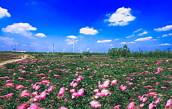 芍药花开