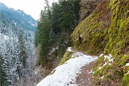 积雪,树林,狭窄,徒步旅行