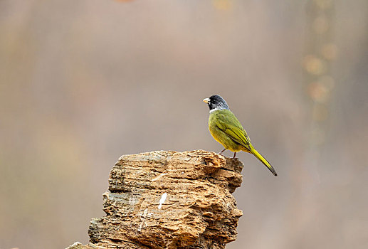 栖息于低山丘陵和山脚平原地区的领雀嘴鹎鸟