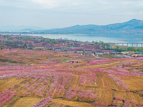 蜜桃之乡蒙阴旧寨桃花盛开