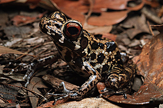 青蛙,蛙属,婆罗洲,马来西亚