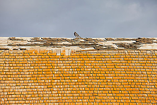 鸽子,老,谷仓,屋顶,腐烂,艾伯塔省,加拿大