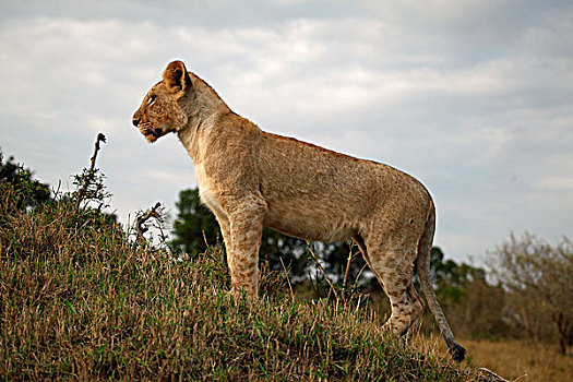 年轻,狮子,马赛马拉,肯尼亚,非洲