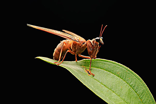 螳螂,模仿,黄蜂,食肉动物,丹浓谷保护区,沙巴,婆罗洲,马来西亚