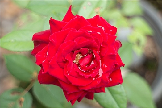 漂亮,红玫瑰,盛开,花园