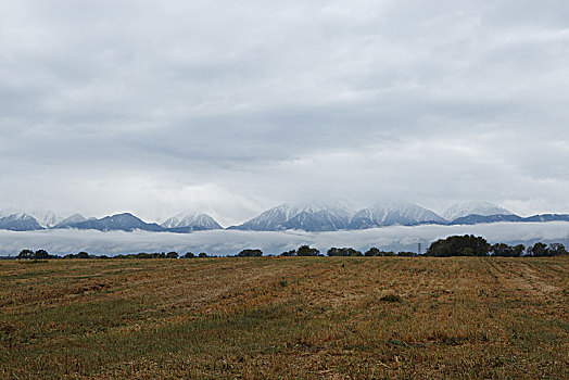 阿拉木图雪山草地羊群