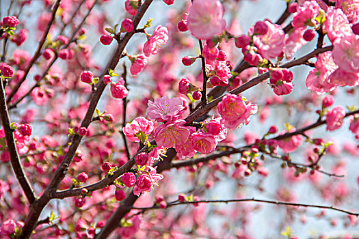 春天盛开的粉色杏花