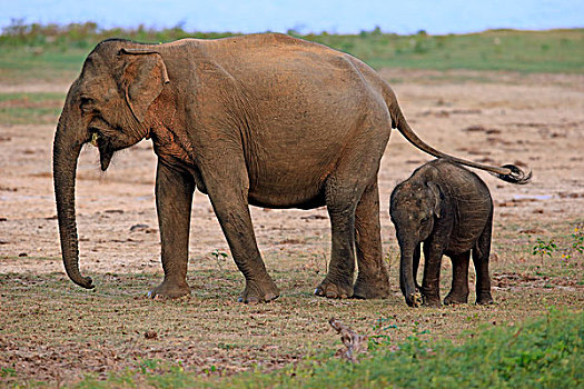 斯里兰卡人,大象,象属,幼兽,吃,国家公园,斯里兰卡,亚洲