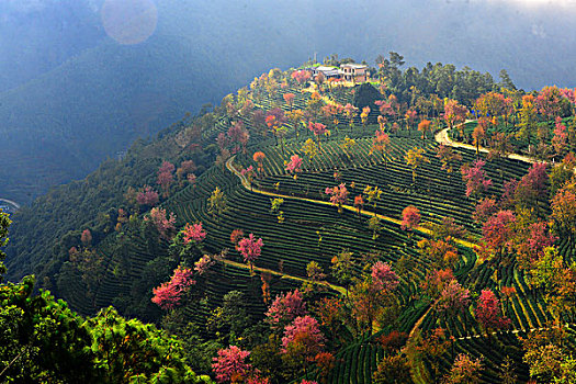 南涧无量山樱花谷