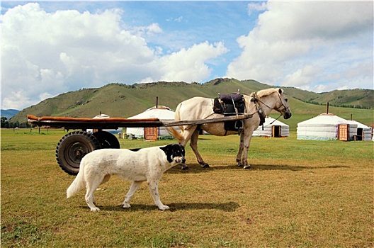 狗,马,正面,蒙古,蒙古包