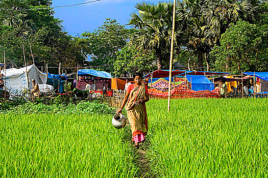 女人,走,犁垄,稻田,孟加拉,四月,2008年