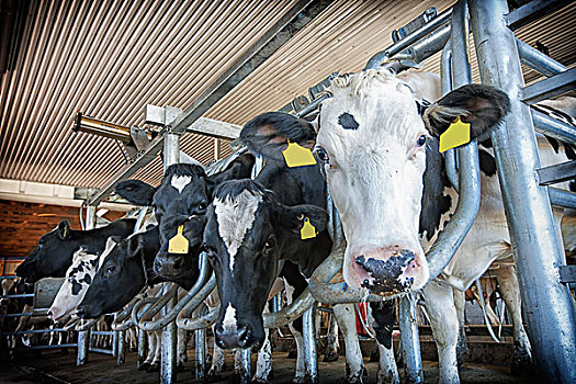 黑白花牛,母牛,排列,挤奶,棚,兰卡斯特,宾夕法尼亚,美国