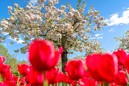 樱花和郁金香丨cherry,blossoms,and,tulips