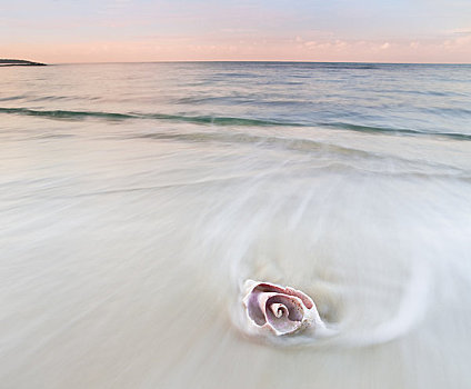 粉色,海螺壳,海滩,模糊,水