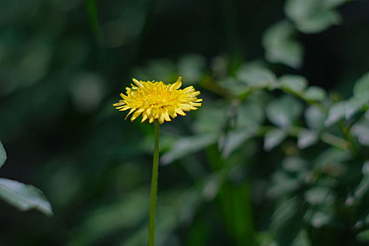 山野盛开的蒲公英花和密峰