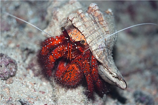 螃蟹,壳