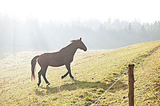 马,早晨,雾气