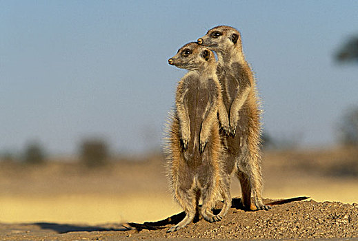 蒙哥,细尾獴属,卡拉哈迪大羚羊国家公园,卡拉哈里沙漠,南非