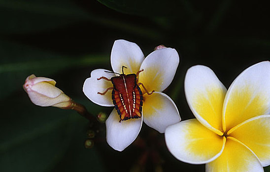 特写,向上,昆虫,花,海南