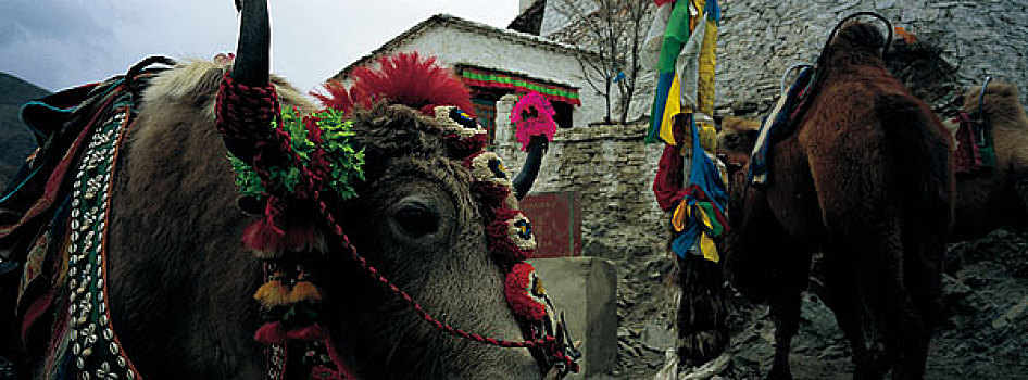 西藏盛装牦牛