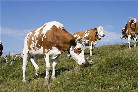 母牛,草地,伯恩高地,瑞士