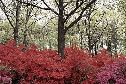 杜鹃花,国家植物园,华盛顿,美国