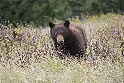雌性,黑熊,瓦特顿湖国家公园,艾伯塔省,加拿大