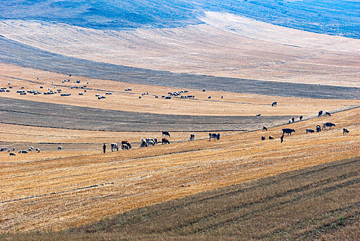 秋收后的内蒙古田野,广阔,斑斓,牛羊成群